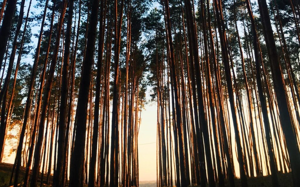 trees nature
