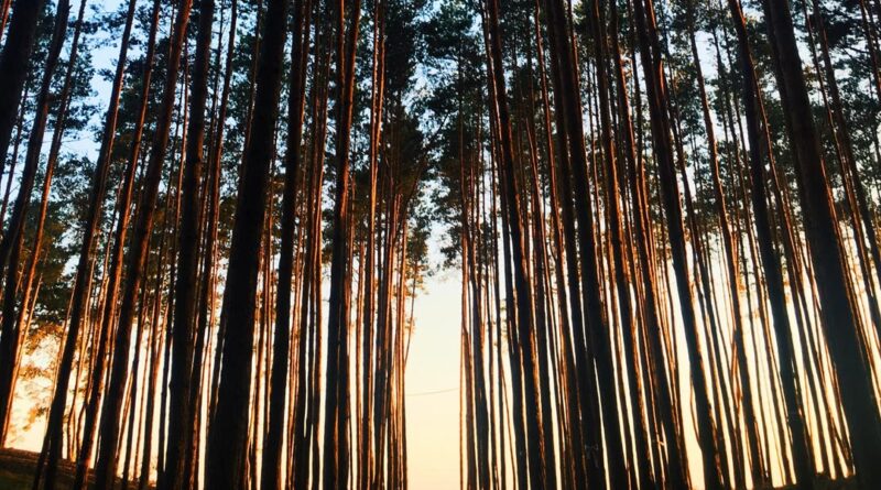 trees nature