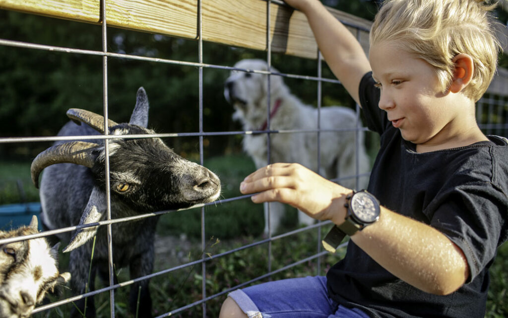 A boy visits a goat in Howard County
