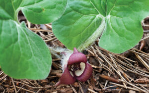wild ginger