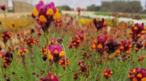 A JNF-USA supported R&D station in Israel’s South experiments with growing new types of flowers in the desert. 