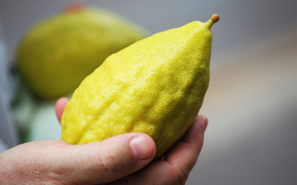 etrog