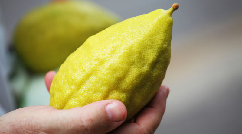 etrog