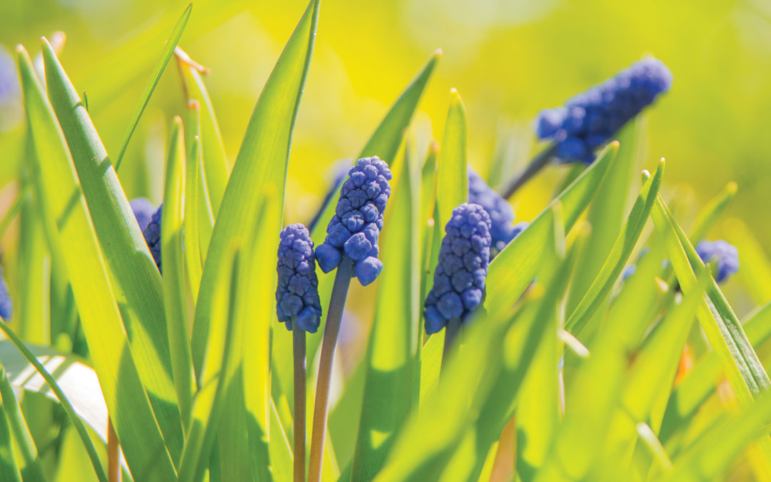 Blue Muscari flowers