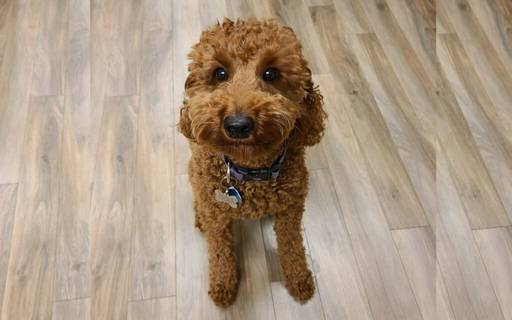 Lolli, the Sol Levinson dog