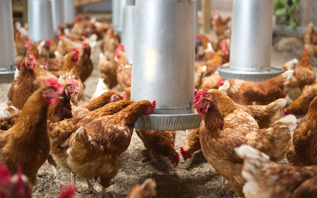 Chickens eating their feed at a poultry plant.
