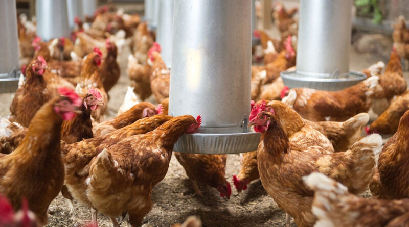 Chickens eating their feed at a poultry plant.