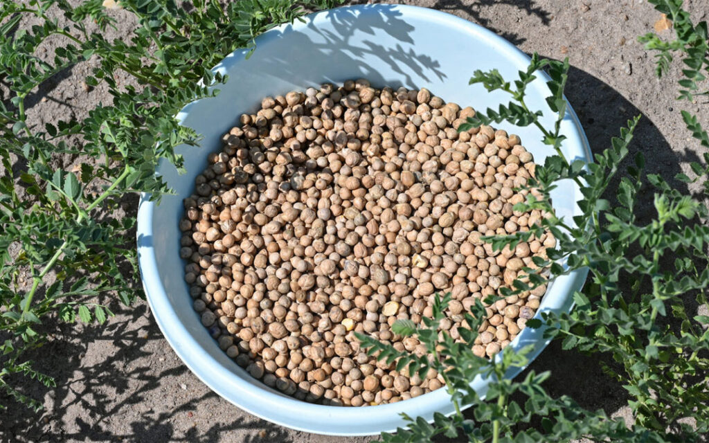 chickpeas