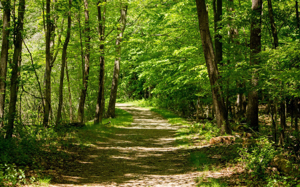 path through trees