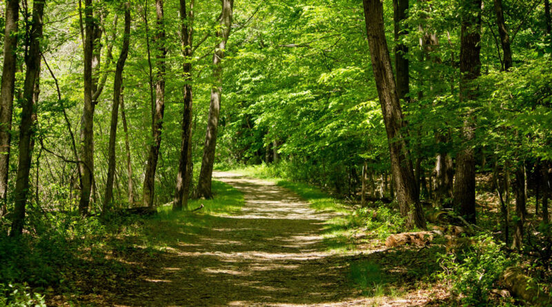 path through trees