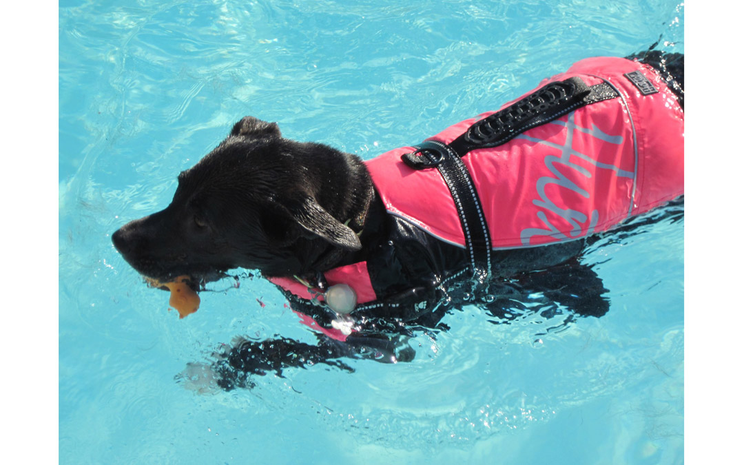 Doggie Paddle