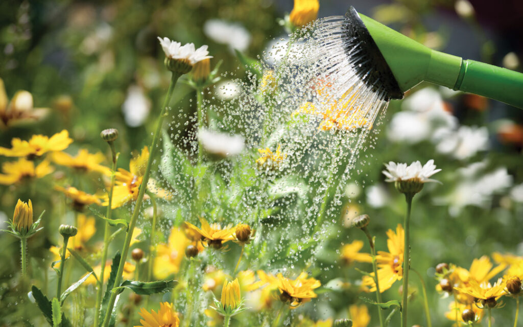watering flowers