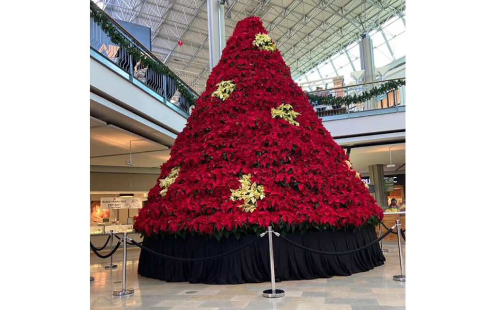 The Poinsettia Tree