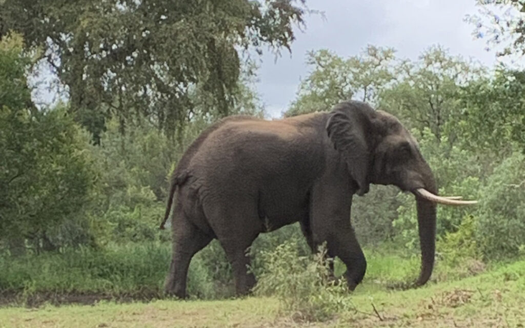 elephant
