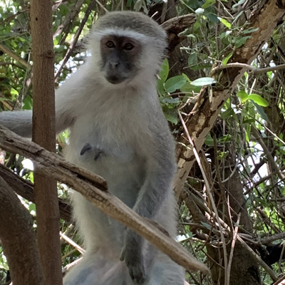 Vervet monkey