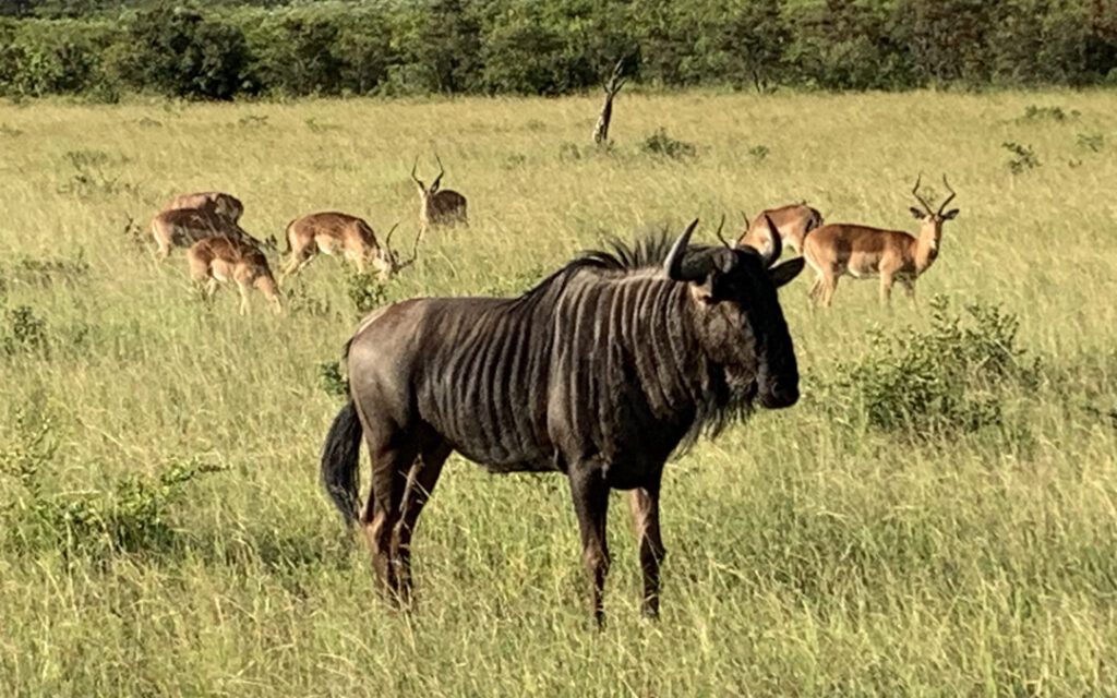 wildebeest