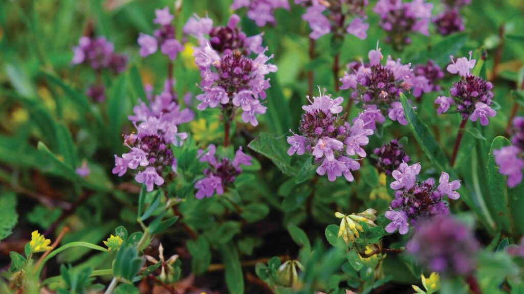 Thyme