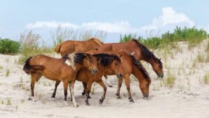 wild ponies in Assateague