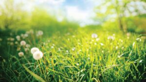 Natural lawns