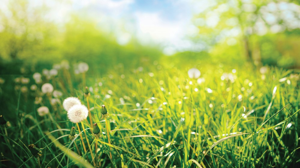 Natural lawns