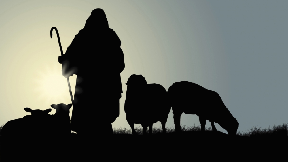 shepherd with sheep