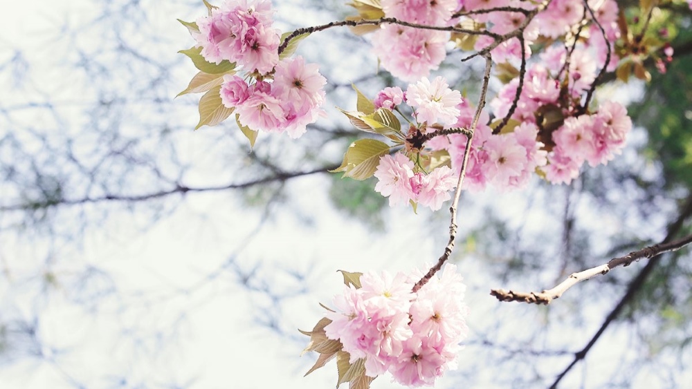 Howard County Cherry Blossoms