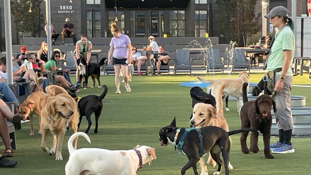 Bark Social