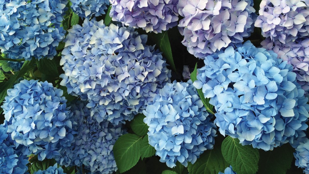 hydrangea