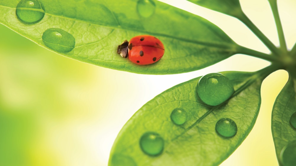 Ladybugs