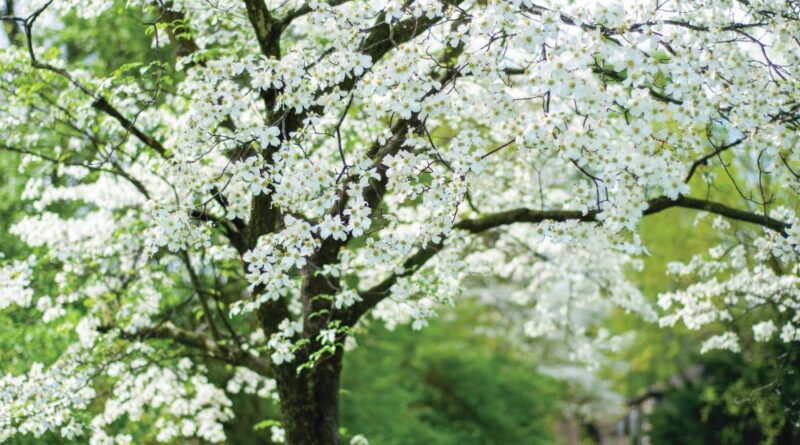 dogwood tree