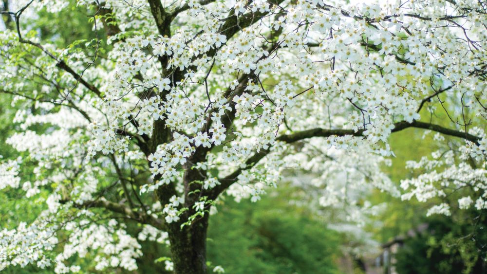 dogwood tree