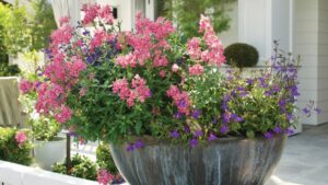 Container gardening