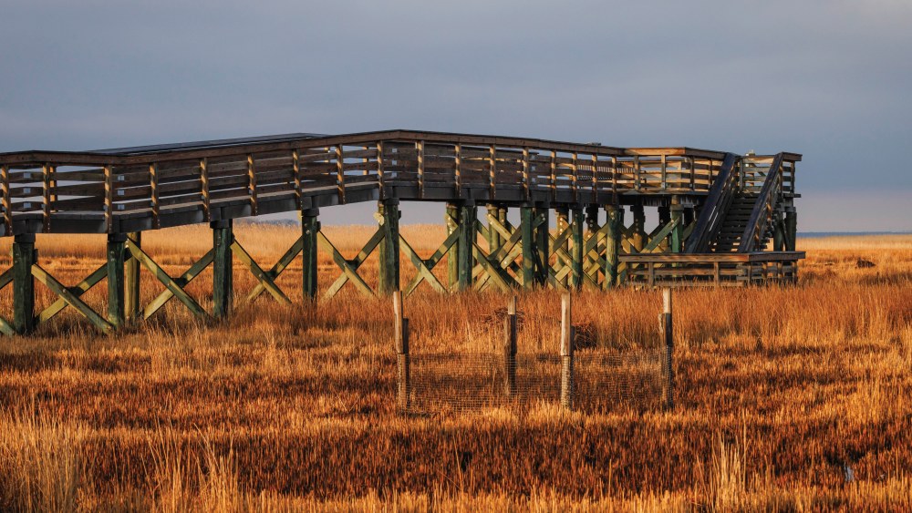 Blackwater National Wildlife Refuge