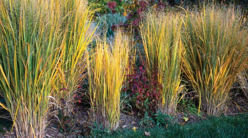 native grasses