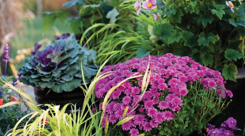 fall plants