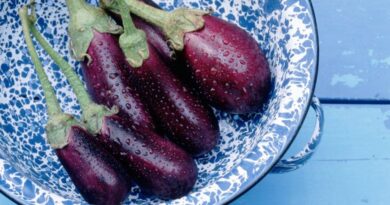 eggplant