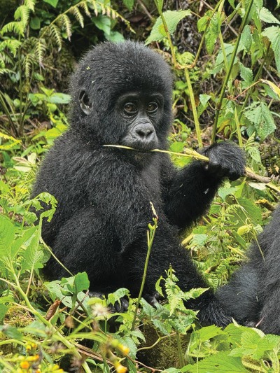 gorilla in Uganda