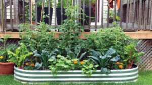 Container vegetable gardening