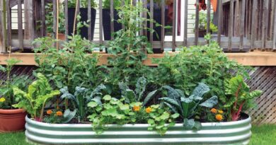 Container vegetable gardening