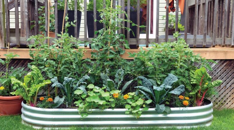 Container vegetable gardening