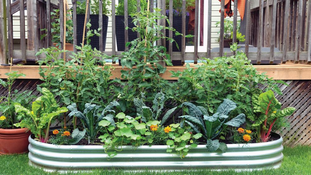Container vegetable gardening