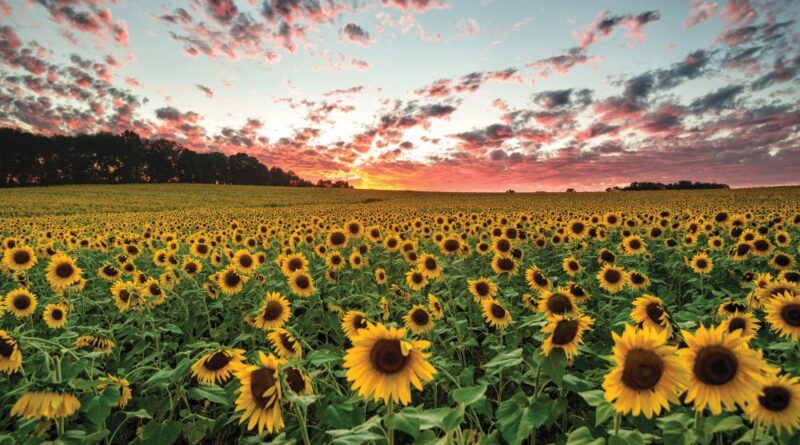 sunflowers